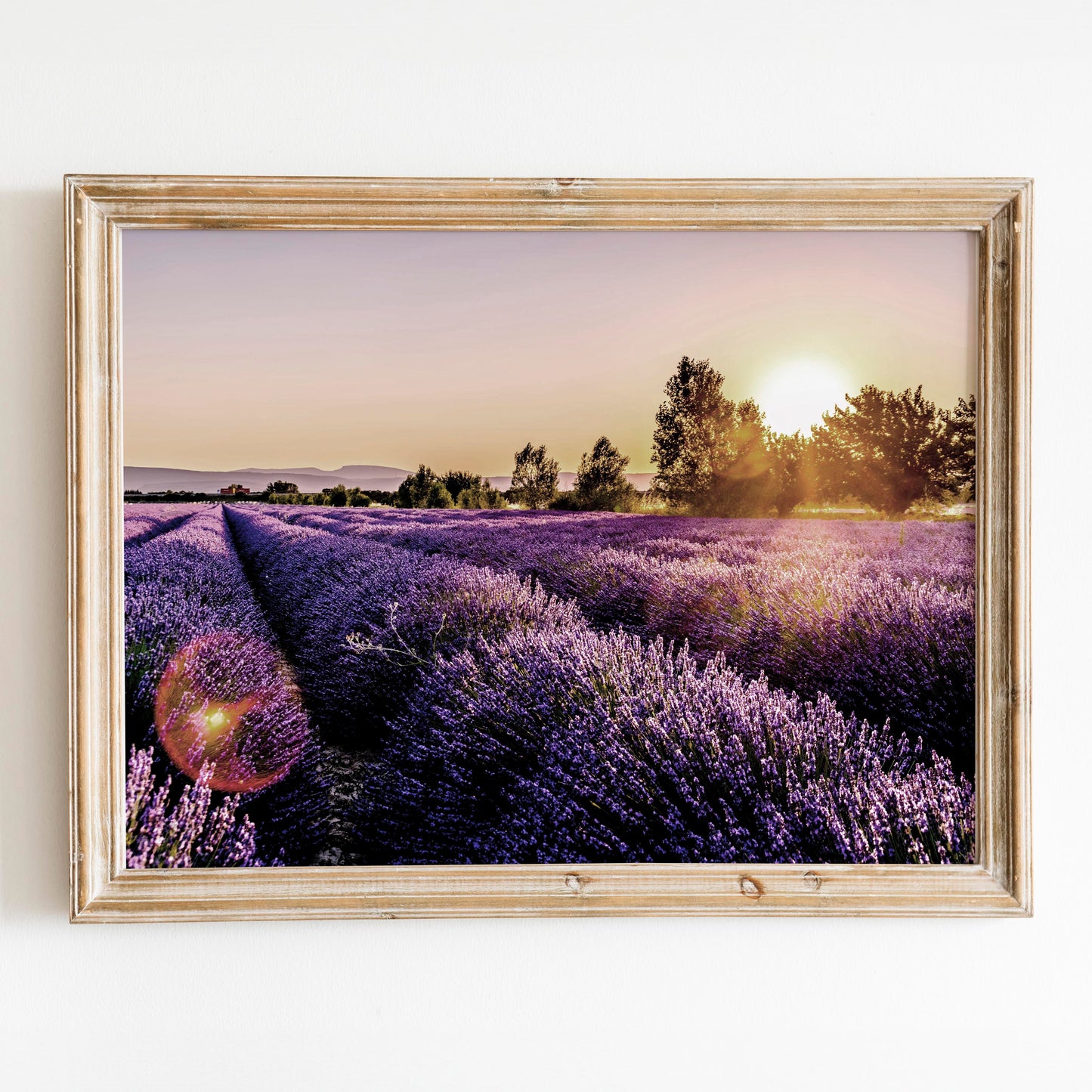 Lavender Fields