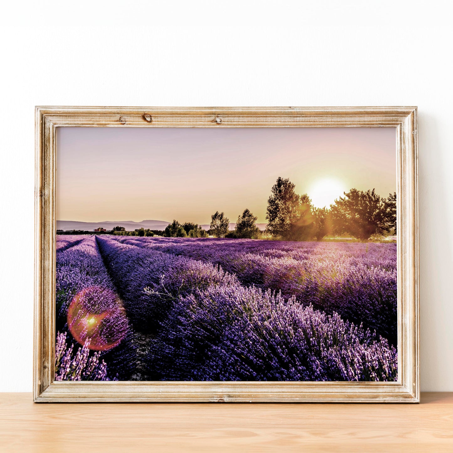 Lavender Fields