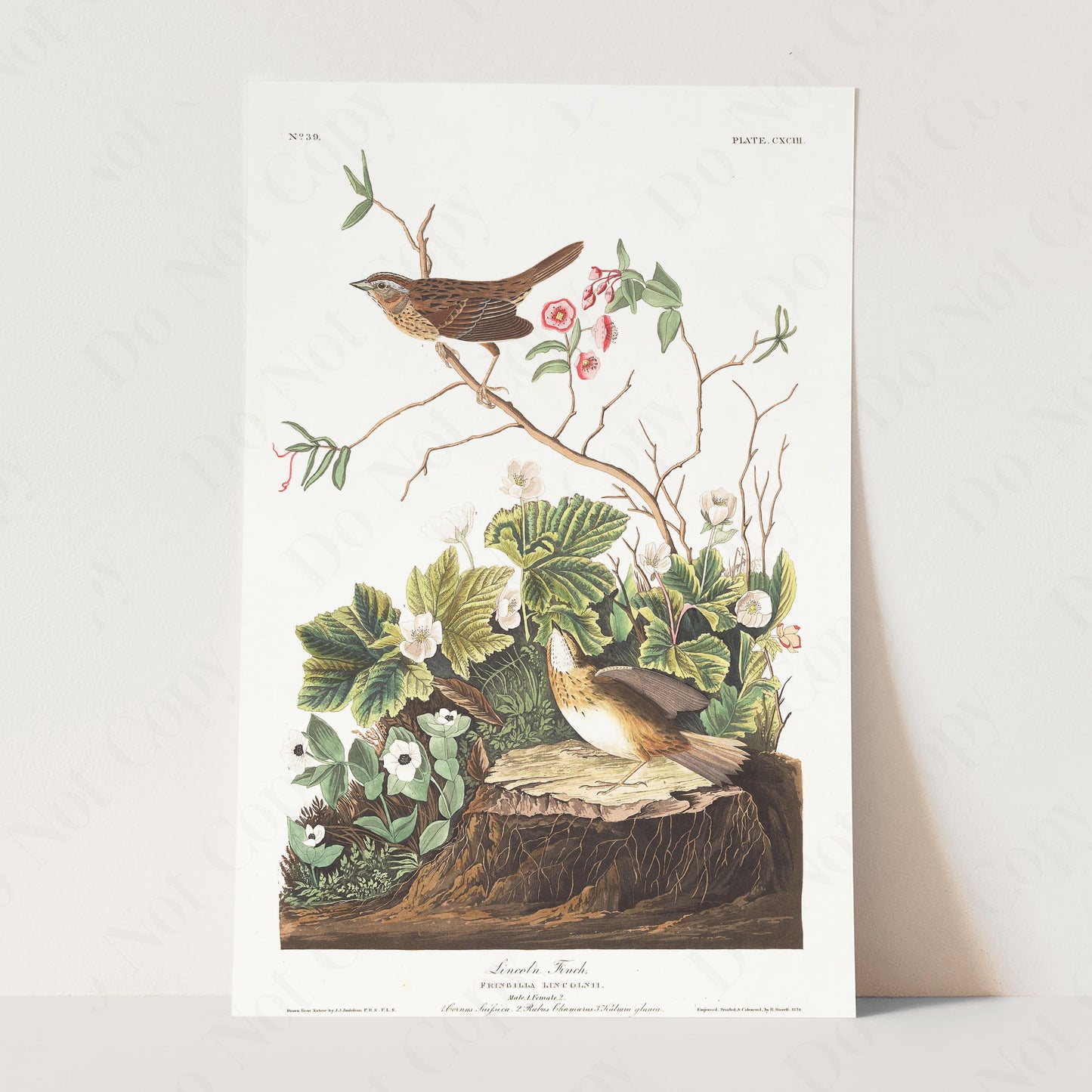 Lincoln Finch, Birds of America