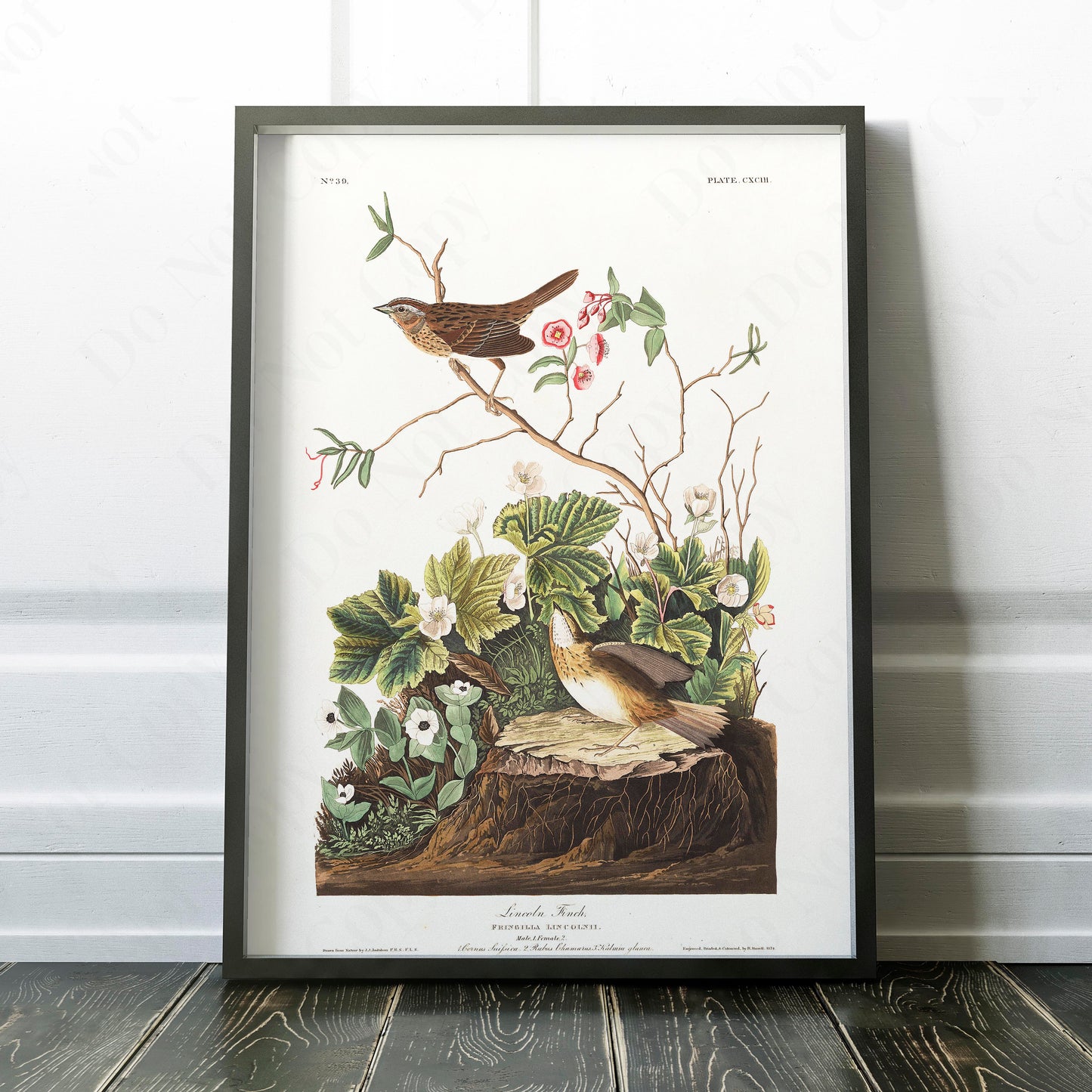 Lincoln Finch, Birds of America