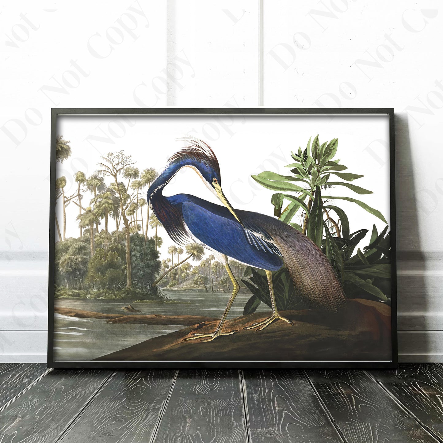 Louisiana Heron, Birds of America