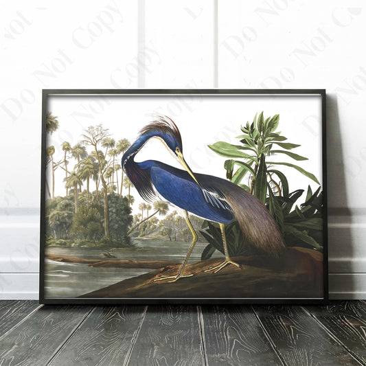 Louisiana Heron, Birds of America