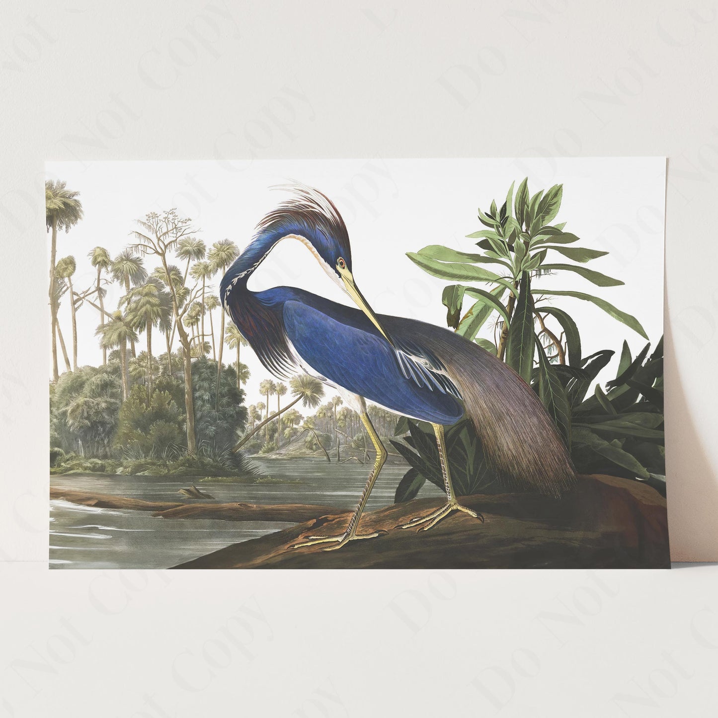 Louisiana Heron, Birds of America