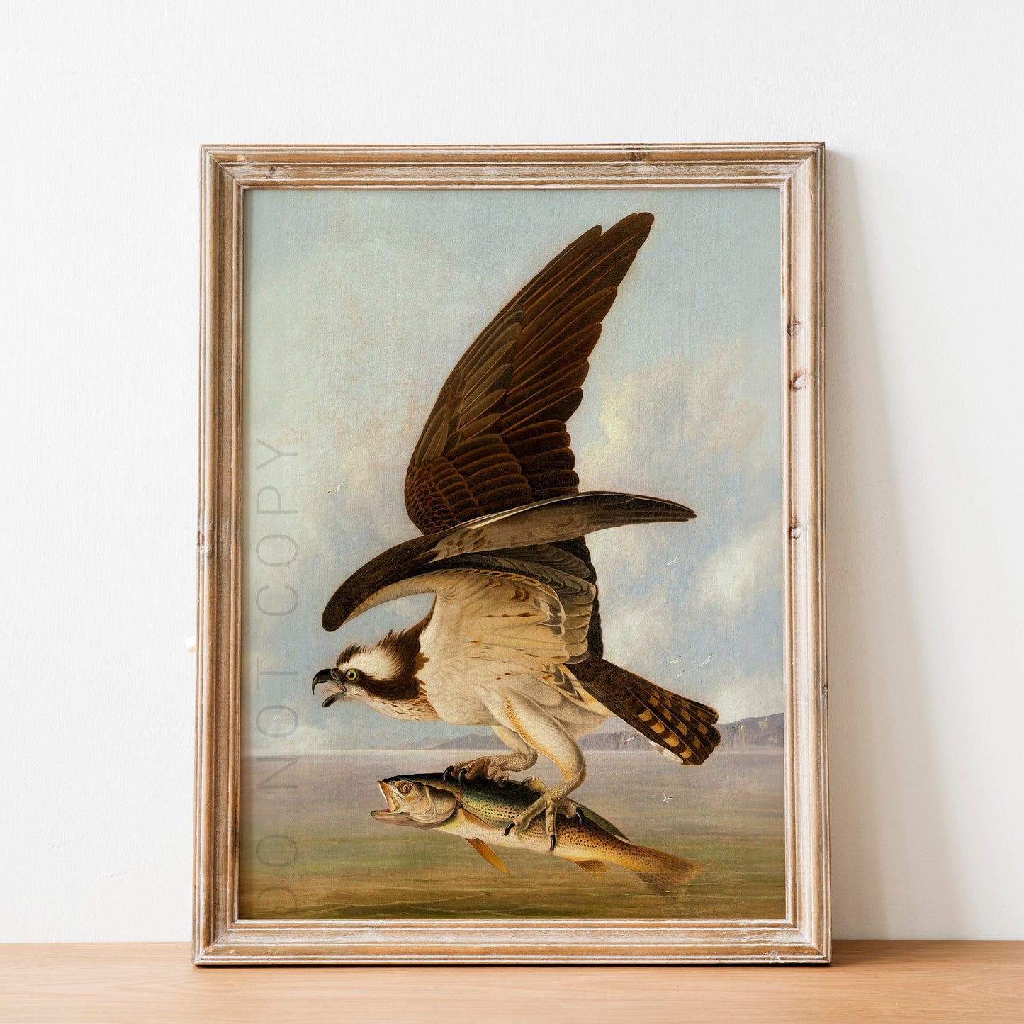 Osprey and Weakfish, Birds of America