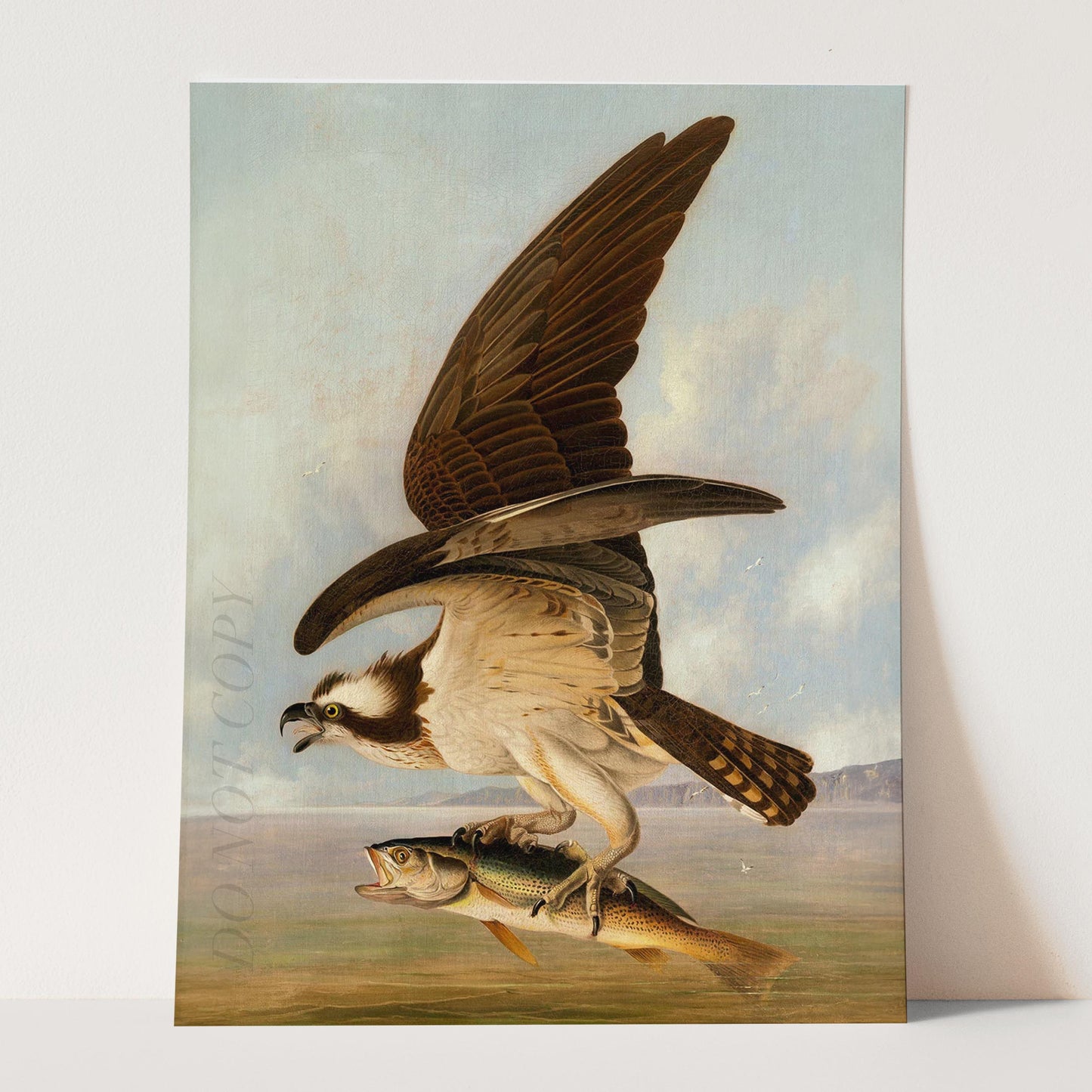 Osprey and Weakfish, Birds of America