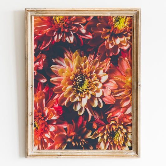 Chrysanthemum Flowers