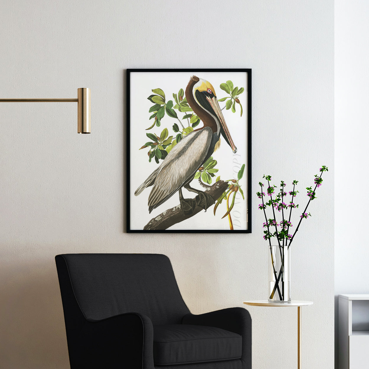 Brown Pelican - Birds of America