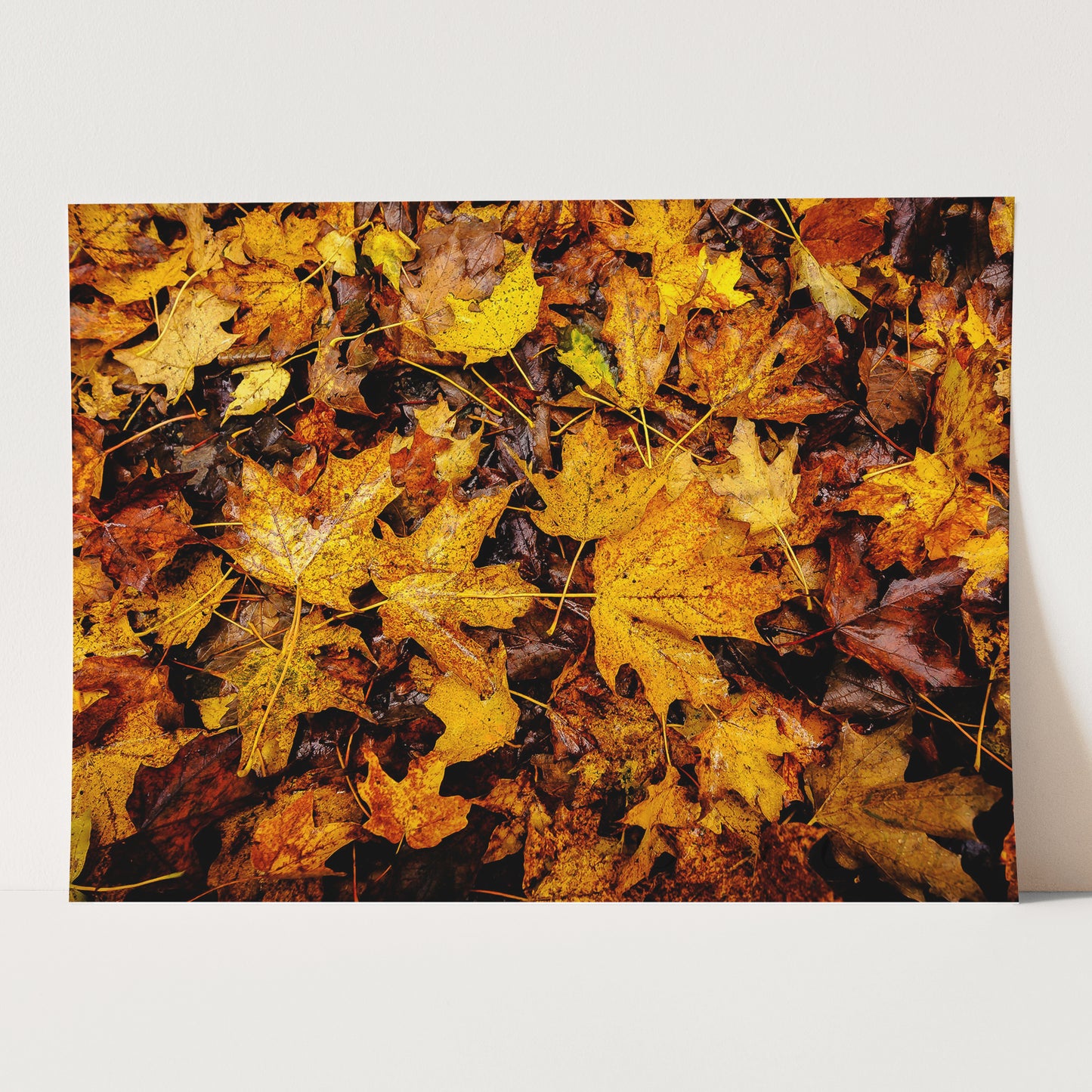 Vermont's Autumn Leaves