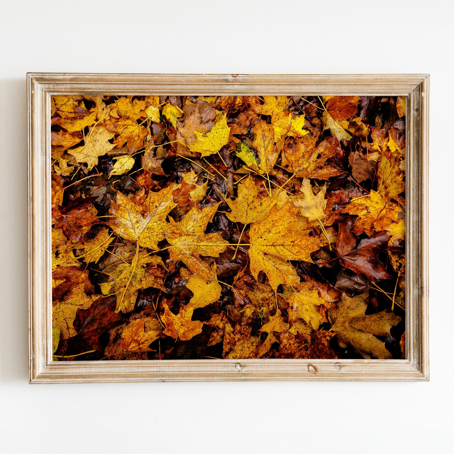 Vermont's Autumn Leaves