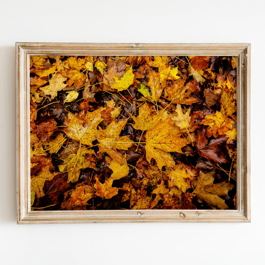 Vermont's Autumn Leaves