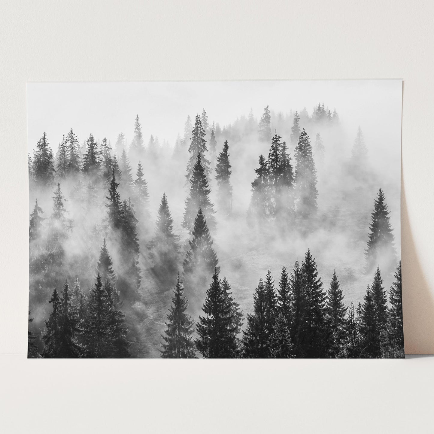 Foggy Forest