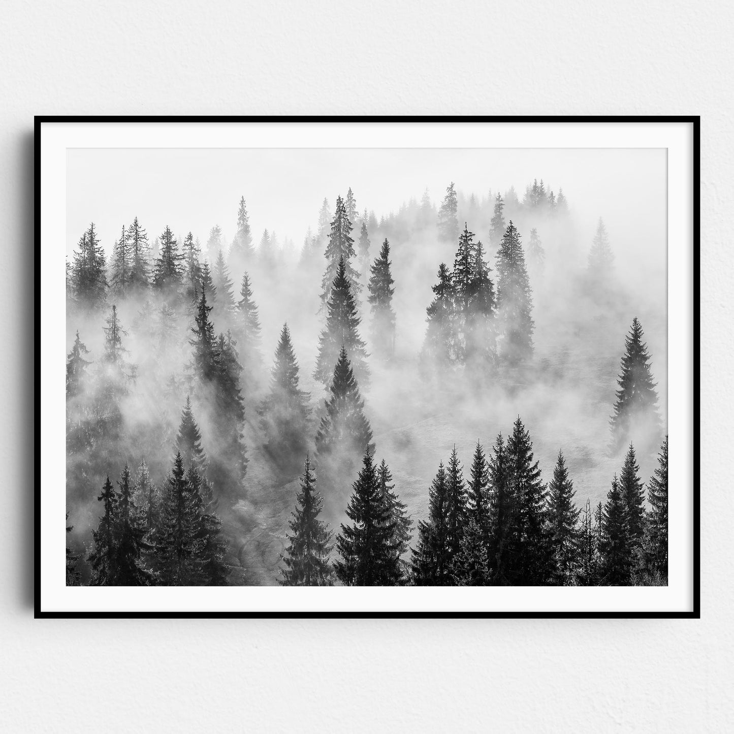 Foggy Forest