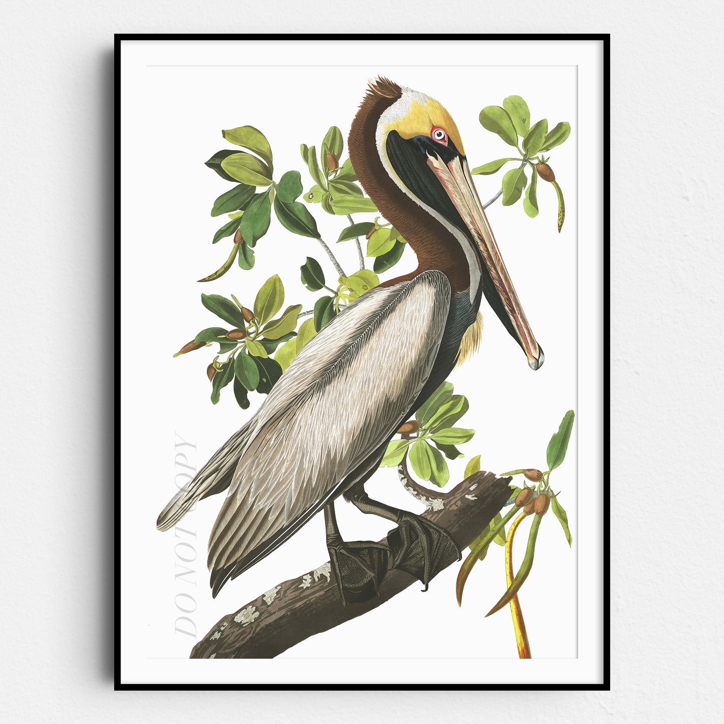 Brown Pelican - Birds of America