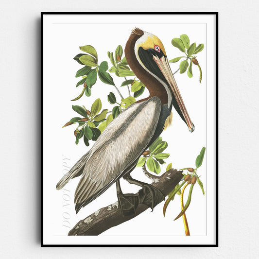 Brown Pelican - Birds of America