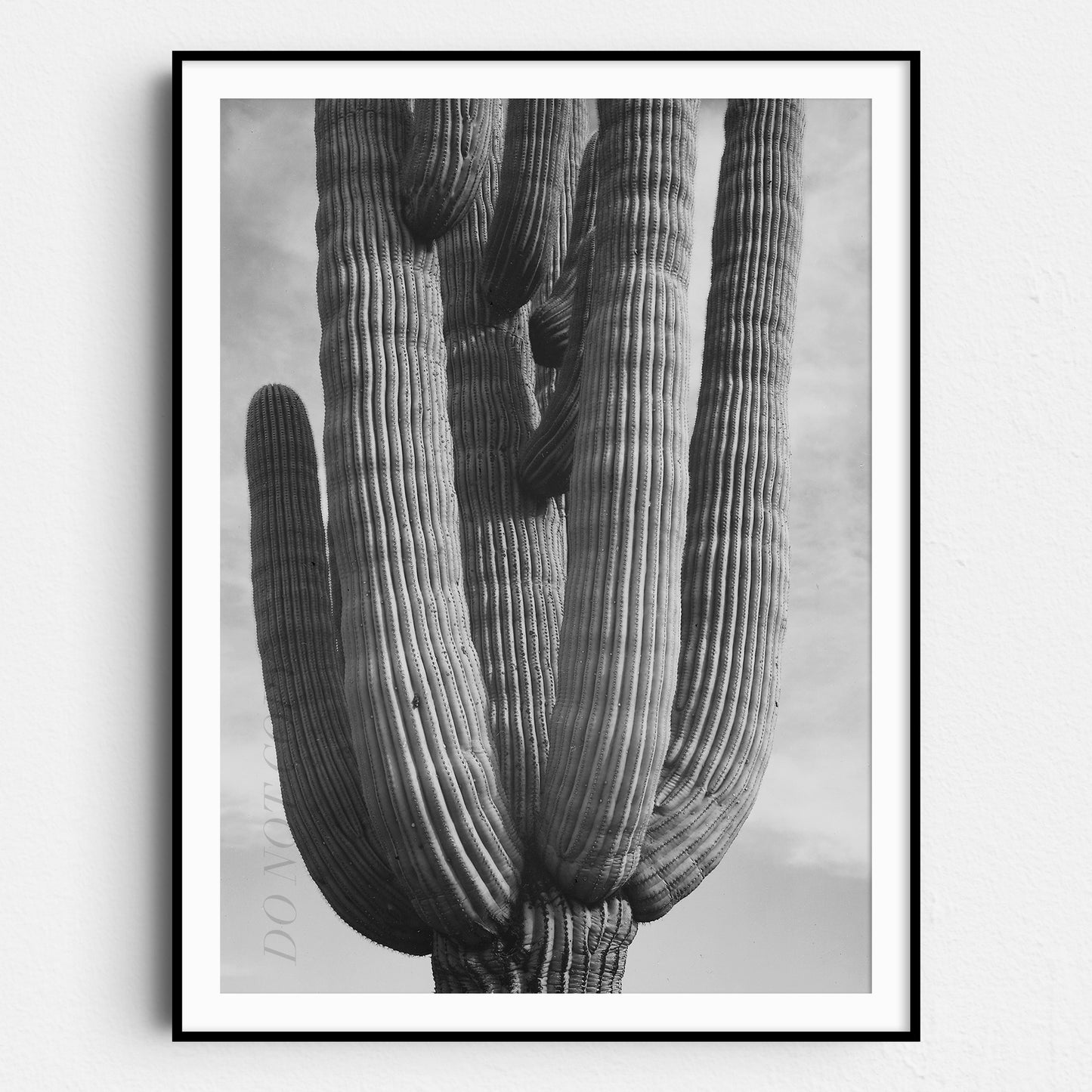 Ansel Adams Desert Cactus
