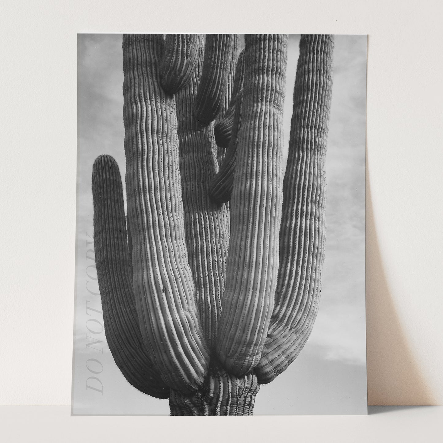 Ansel Adams Desert Cactus