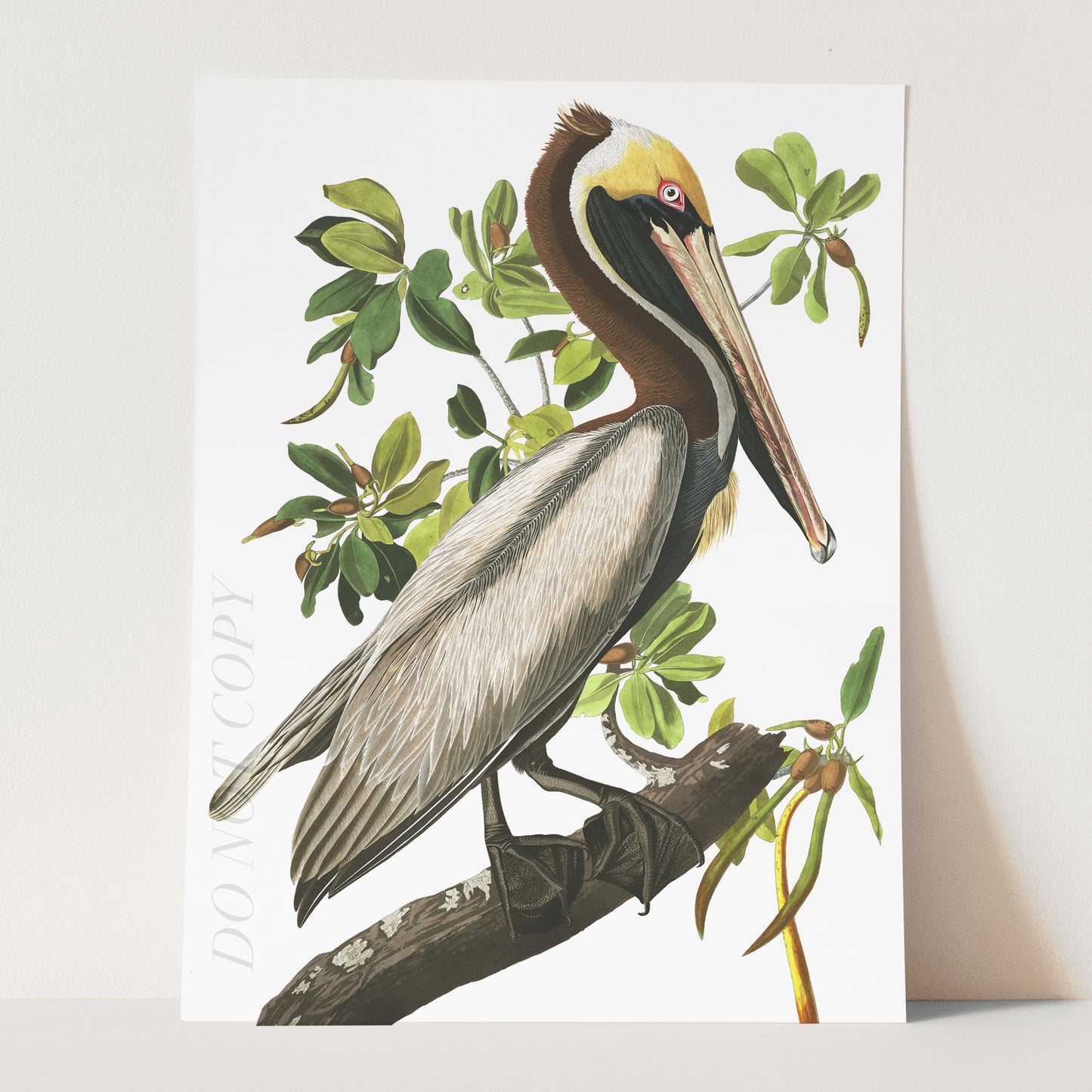 Brown Pelican - Birds of America