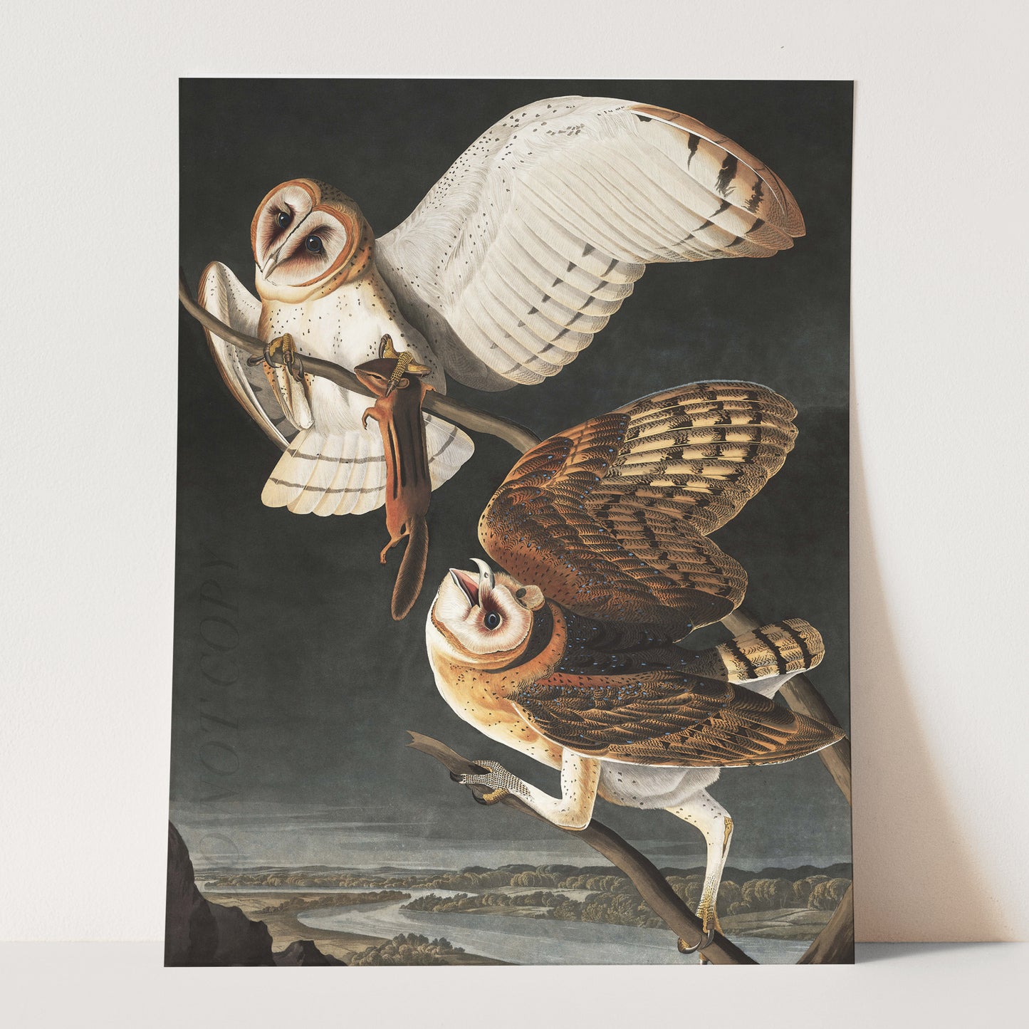 Barn Owl - Birds of America