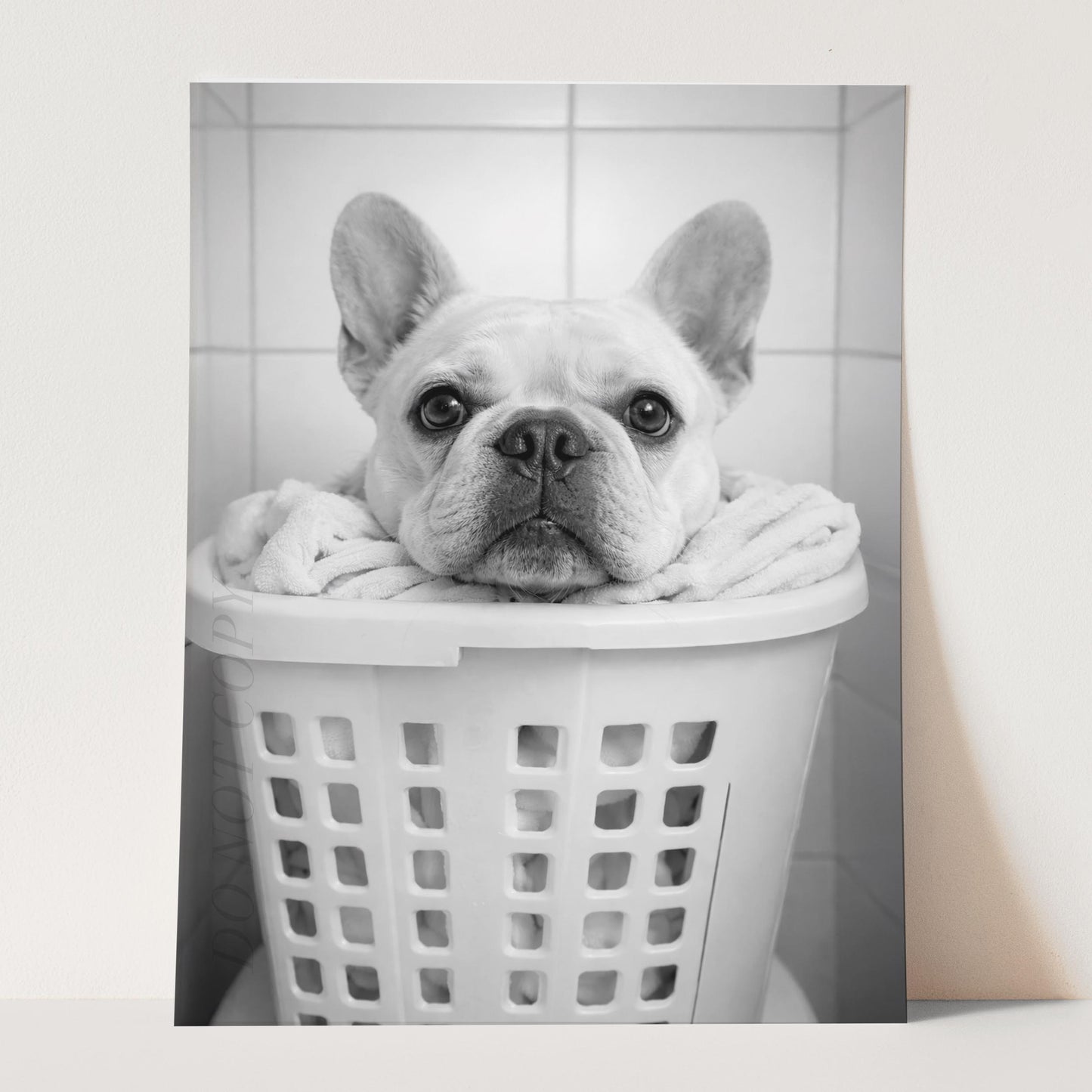 French Bulldog Laundry
