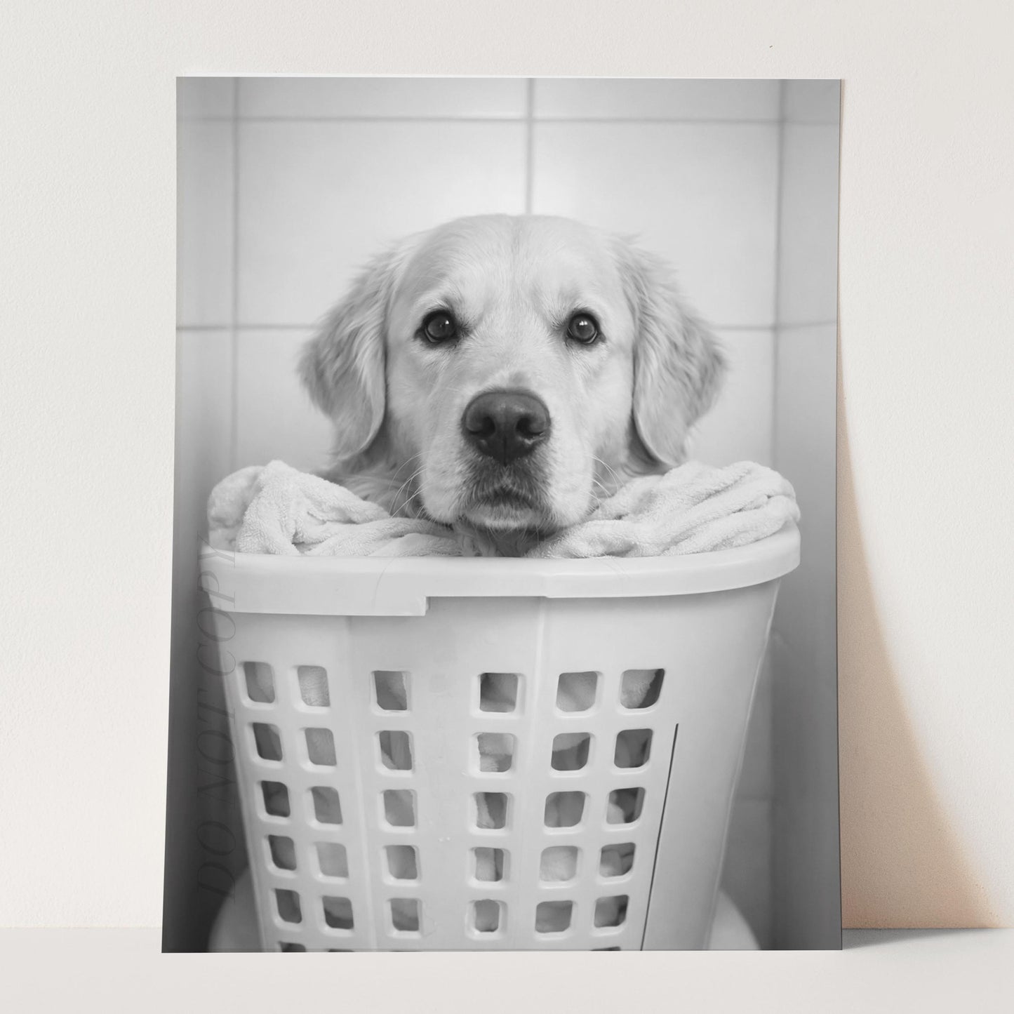 Golden Retriever Dog Laundry