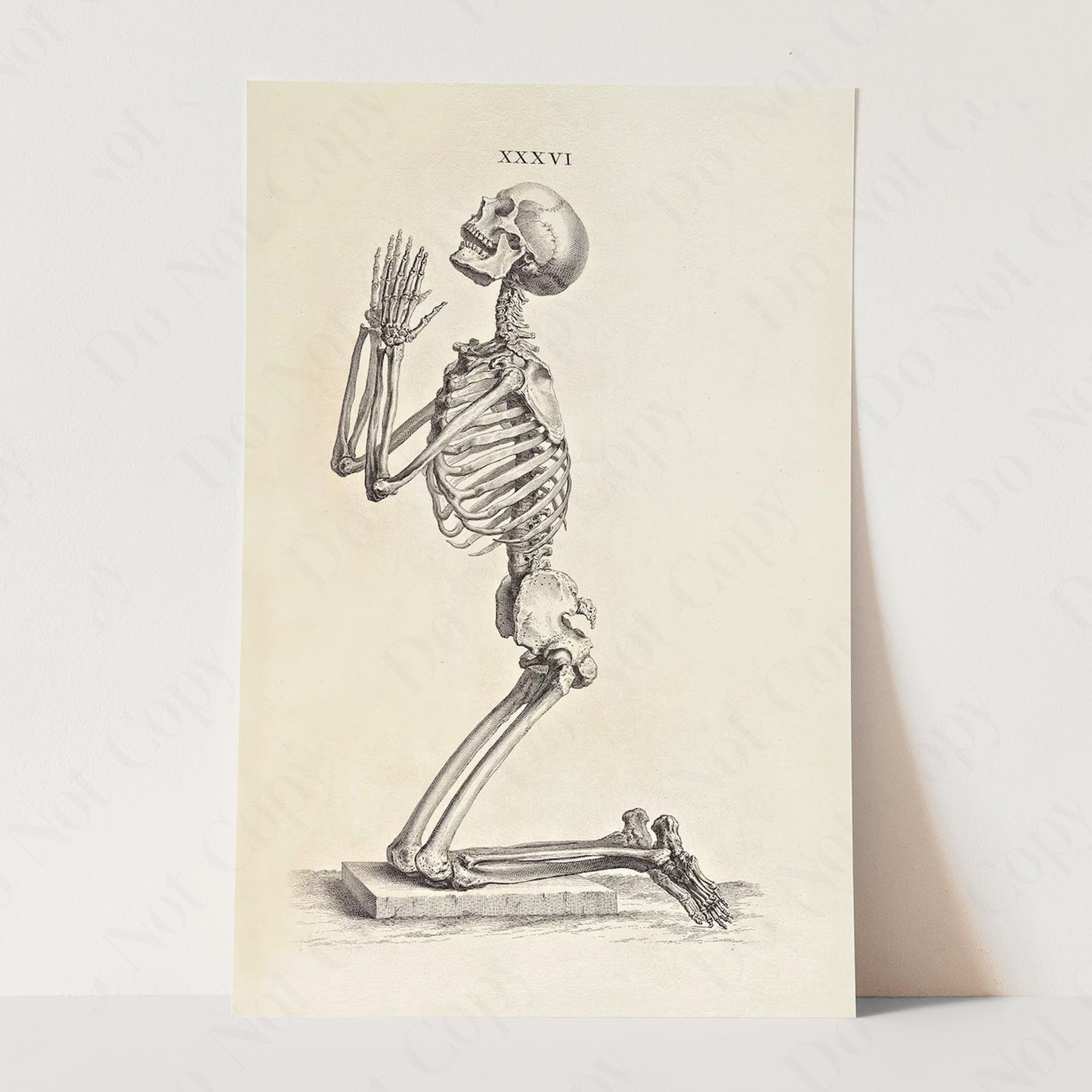 Praying Skeleton (Osteographia, 1733)