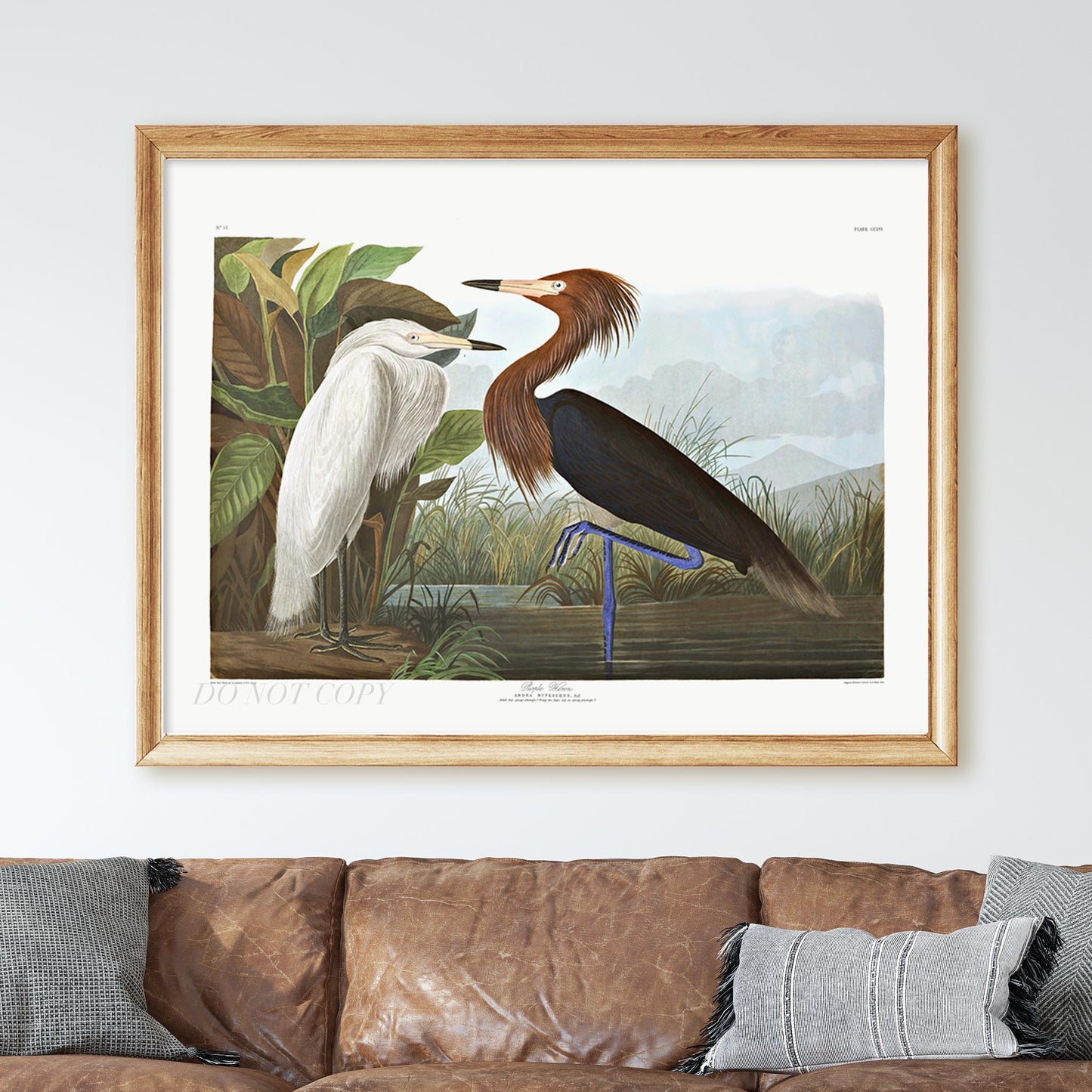 Purple Heron, Birds of America