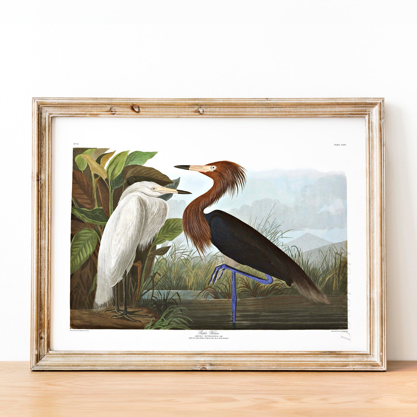 Purple Heron, Birds of America