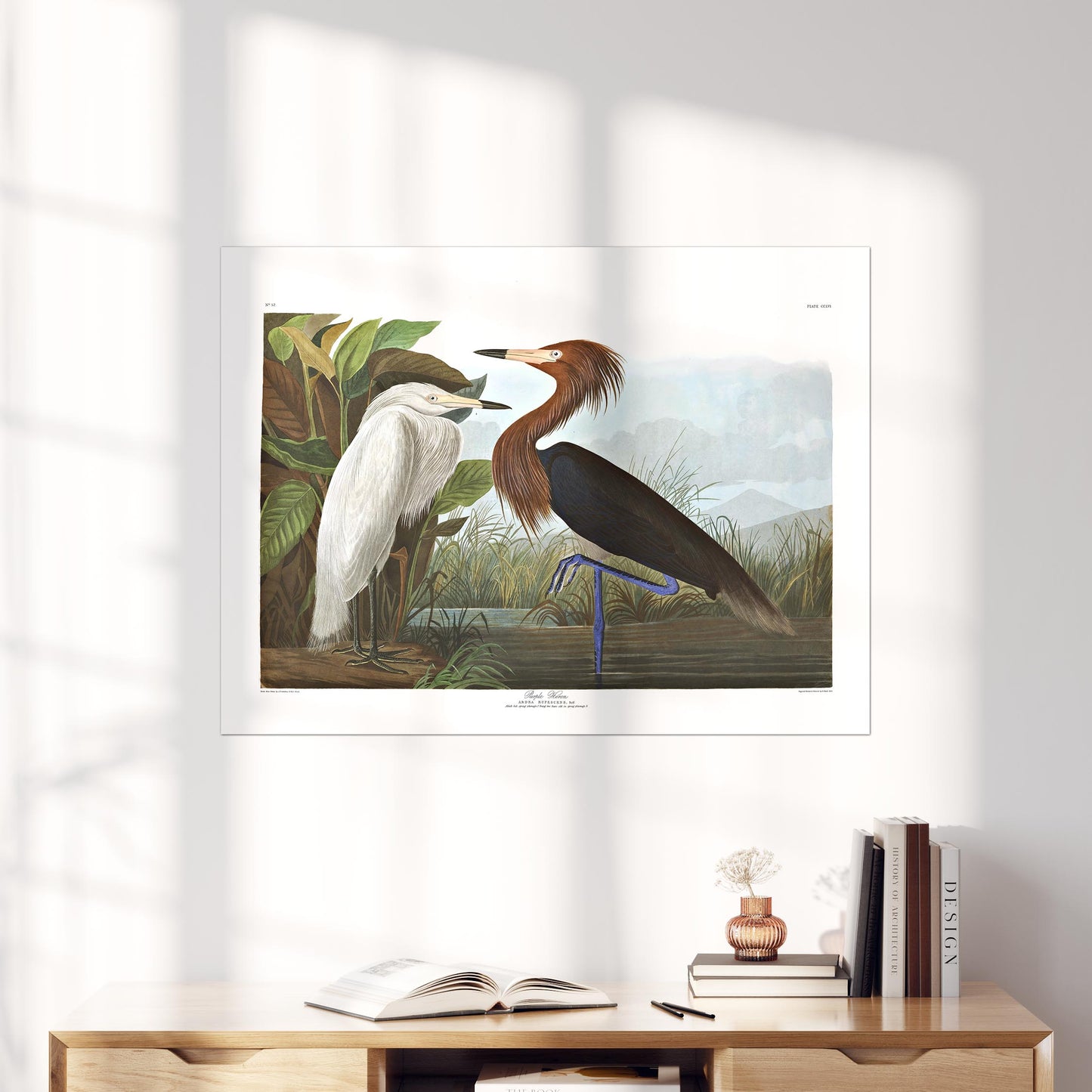 Purple Heron, Birds of America