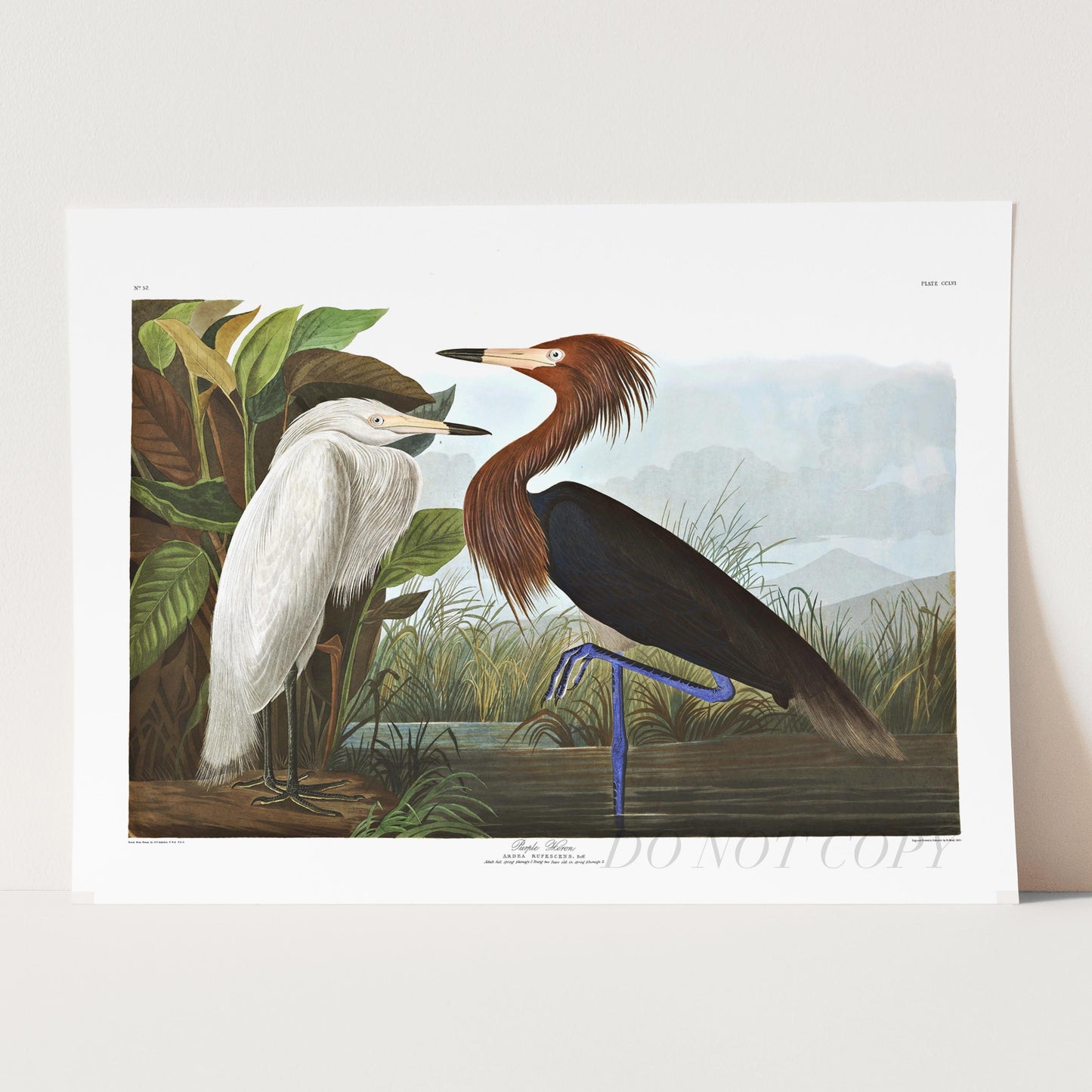 Purple Heron, Birds of America