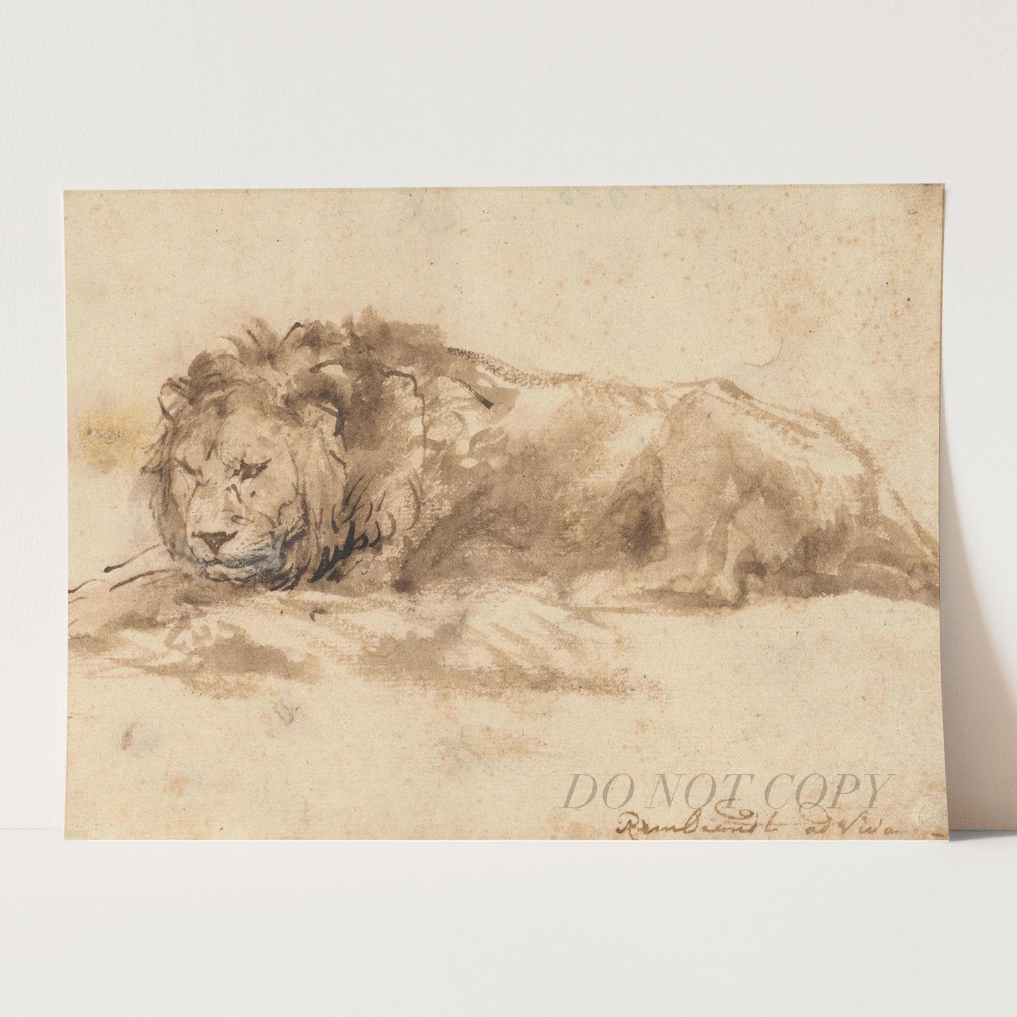 Reclining Lion by Rembrandt