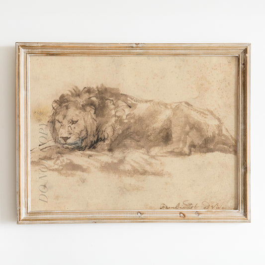 Reclining Lion by Rembrandt