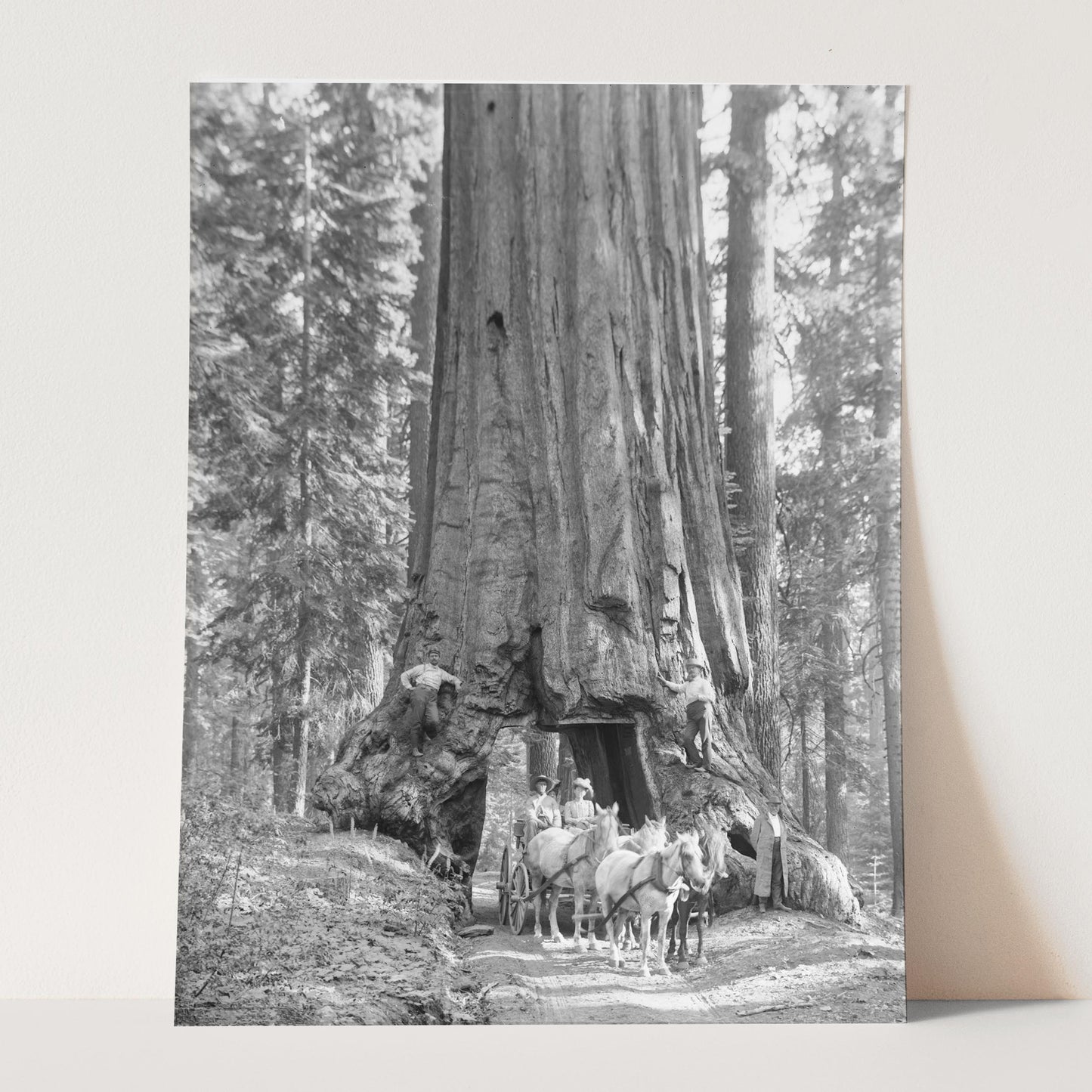 Riding Through Wawona Tunnel Tree, Yosemite