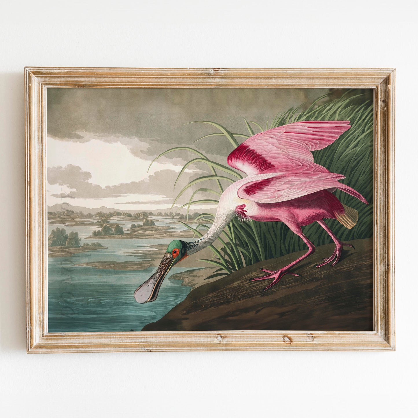 Roseate Spoonbill - Birds of America