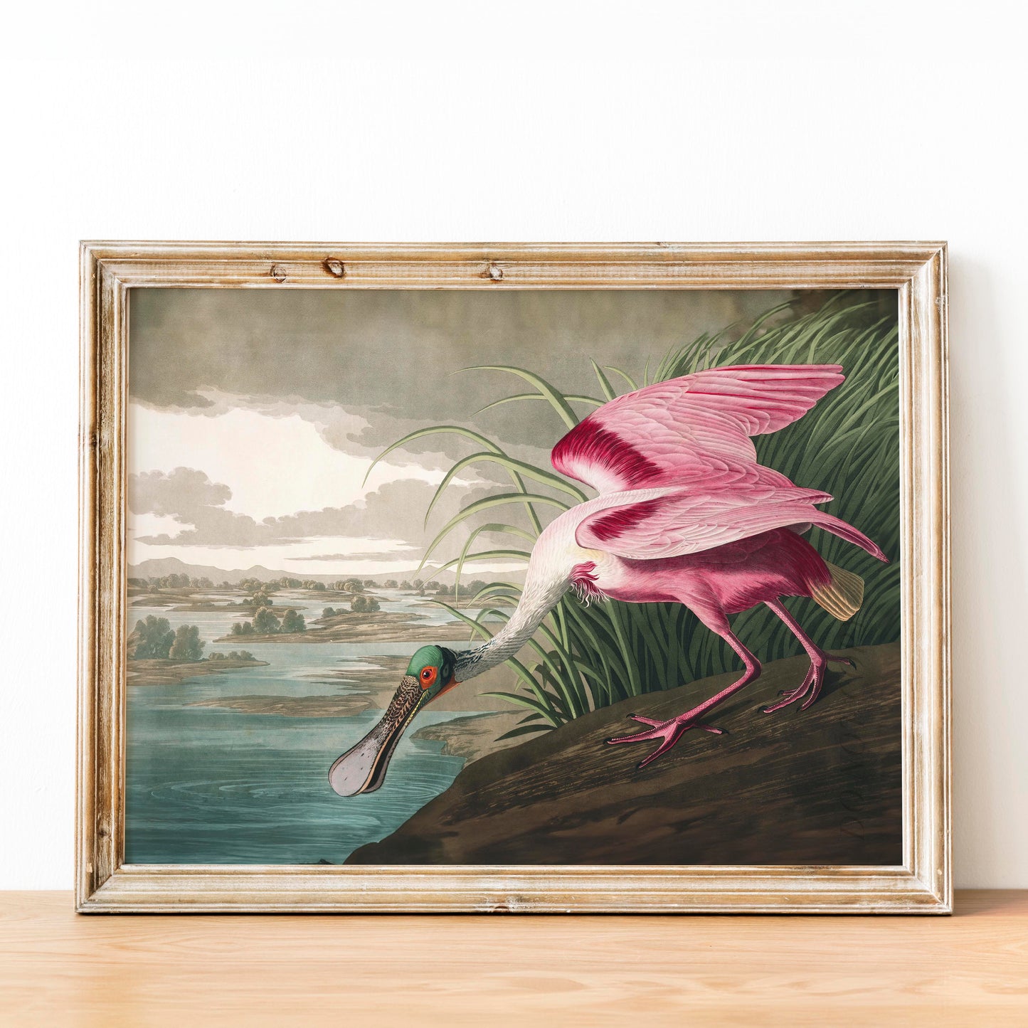 Roseate Spoonbill - Birds of America
