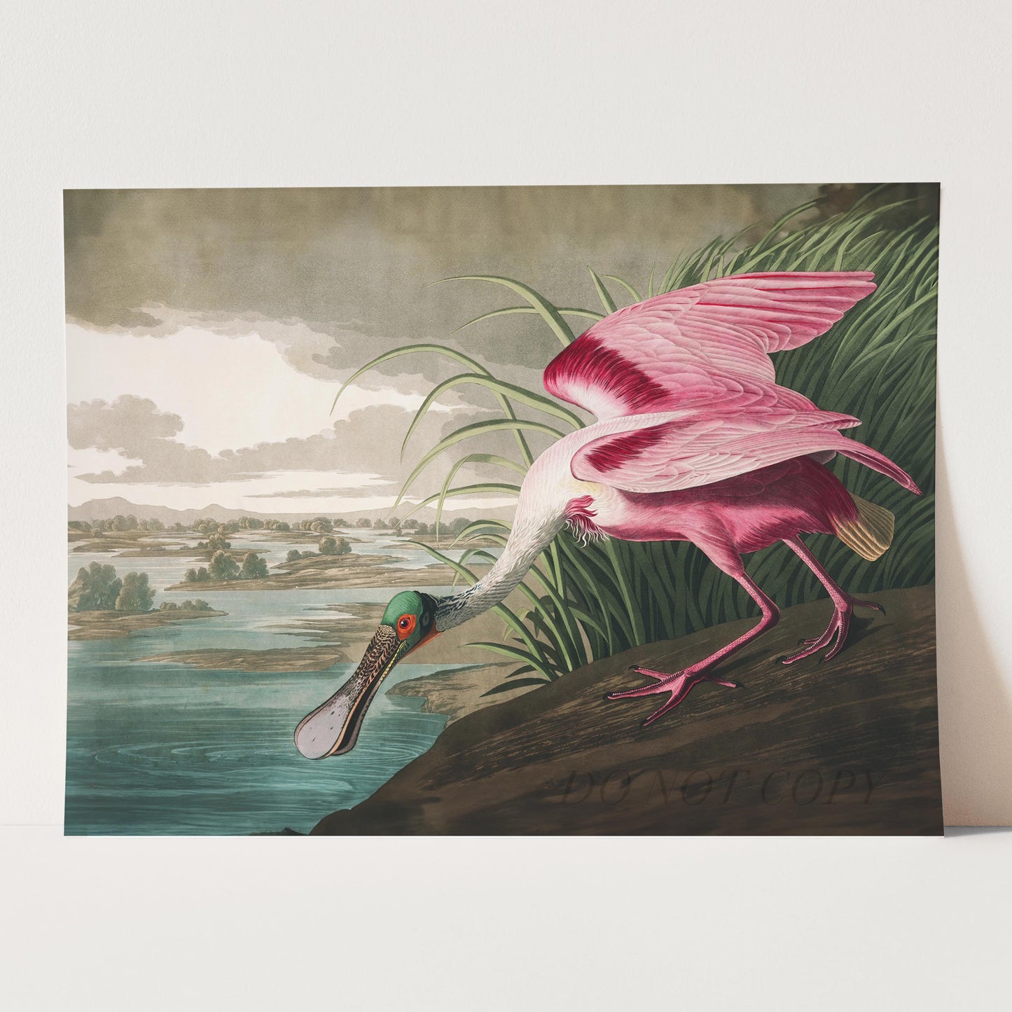 Roseate Spoonbill - Birds of America