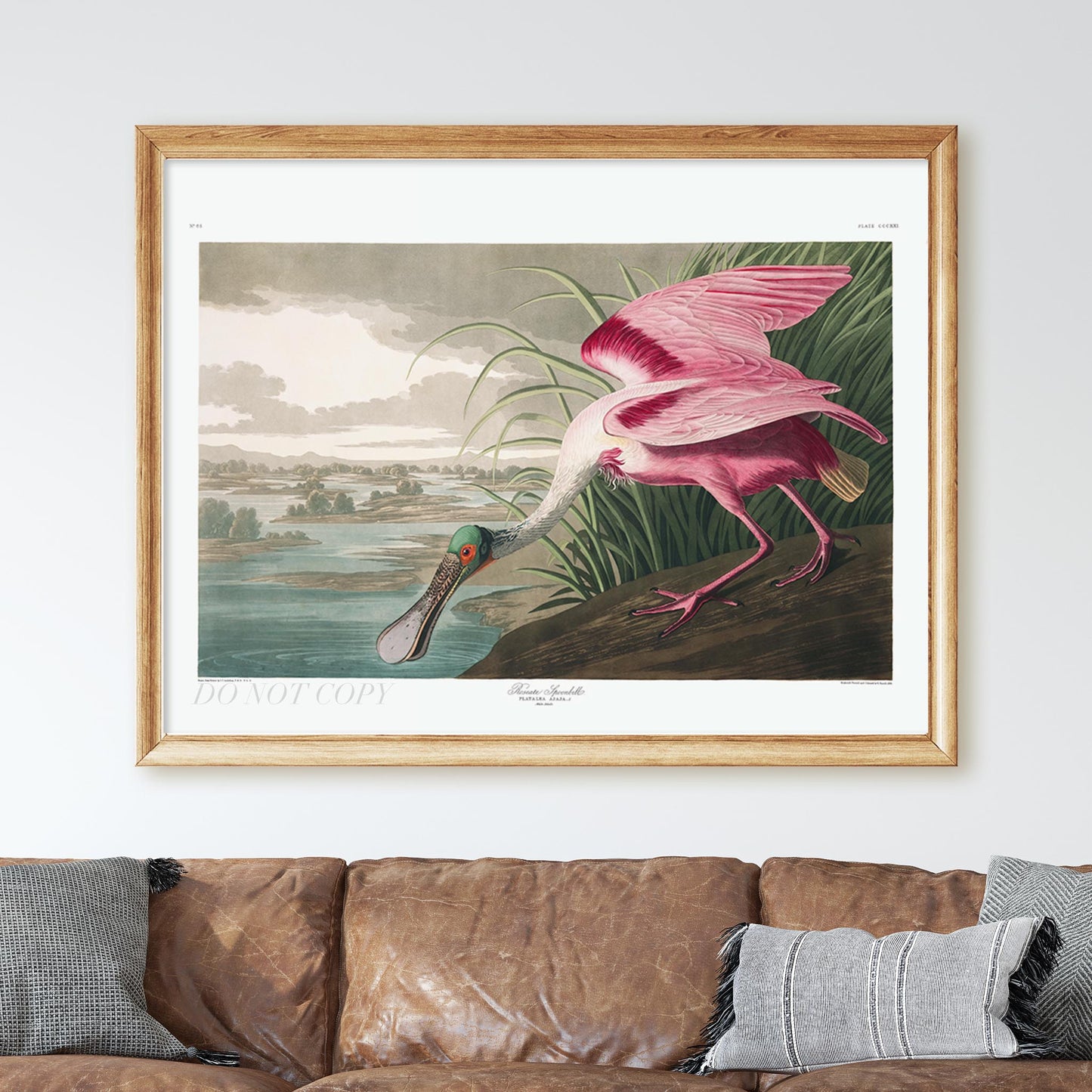 Roseate Spoonbill - Birds of America