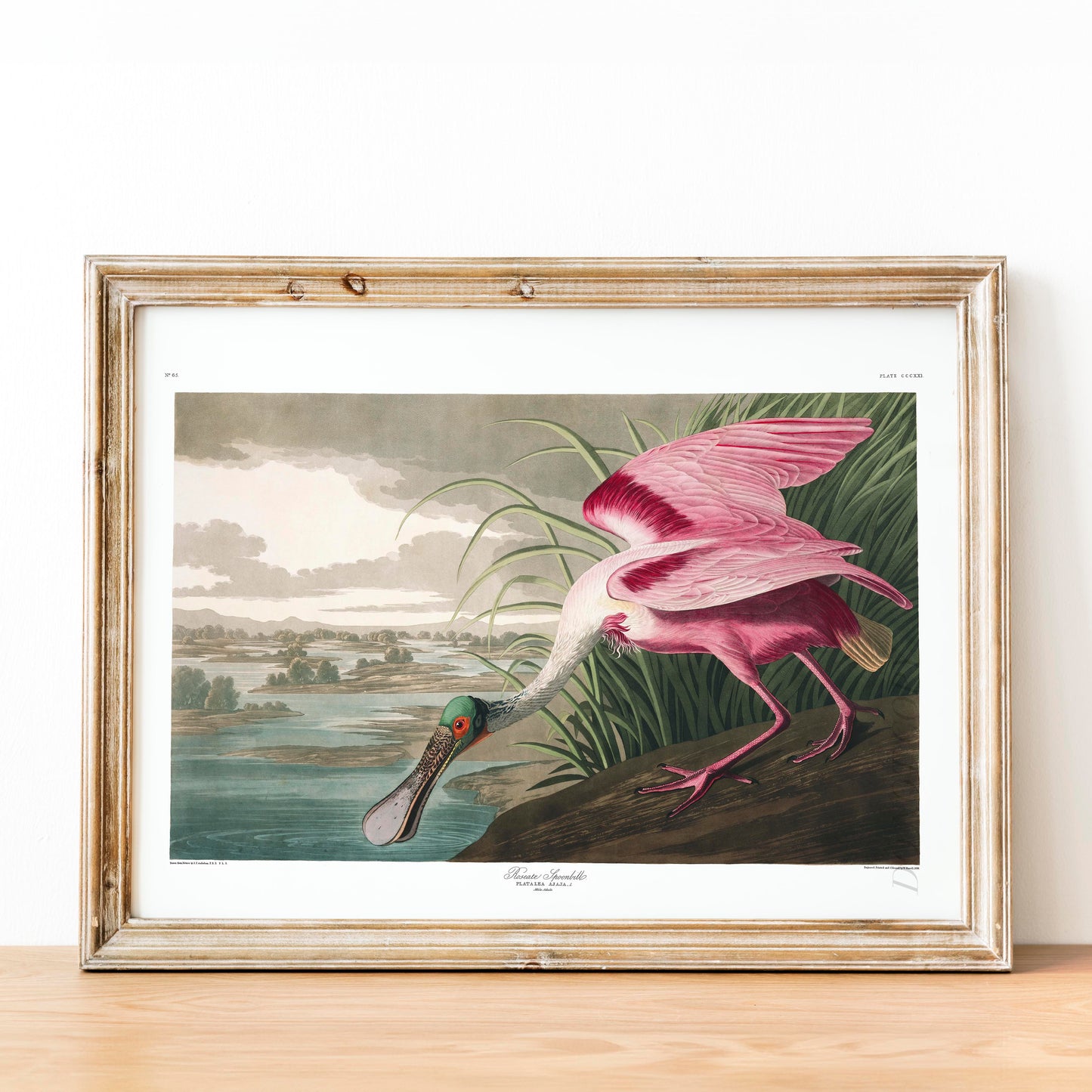 Roseate Spoonbill - Birds of America