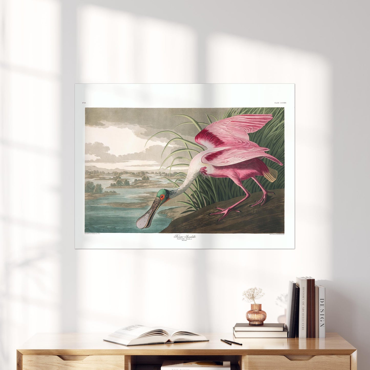 Roseate Spoonbill - Birds of America
