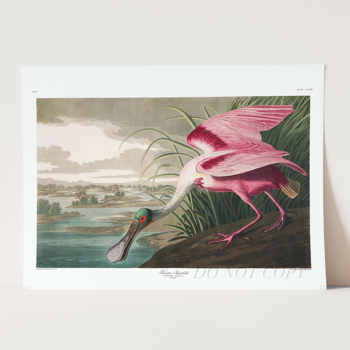 Roseate Spoonbill - Birds of America