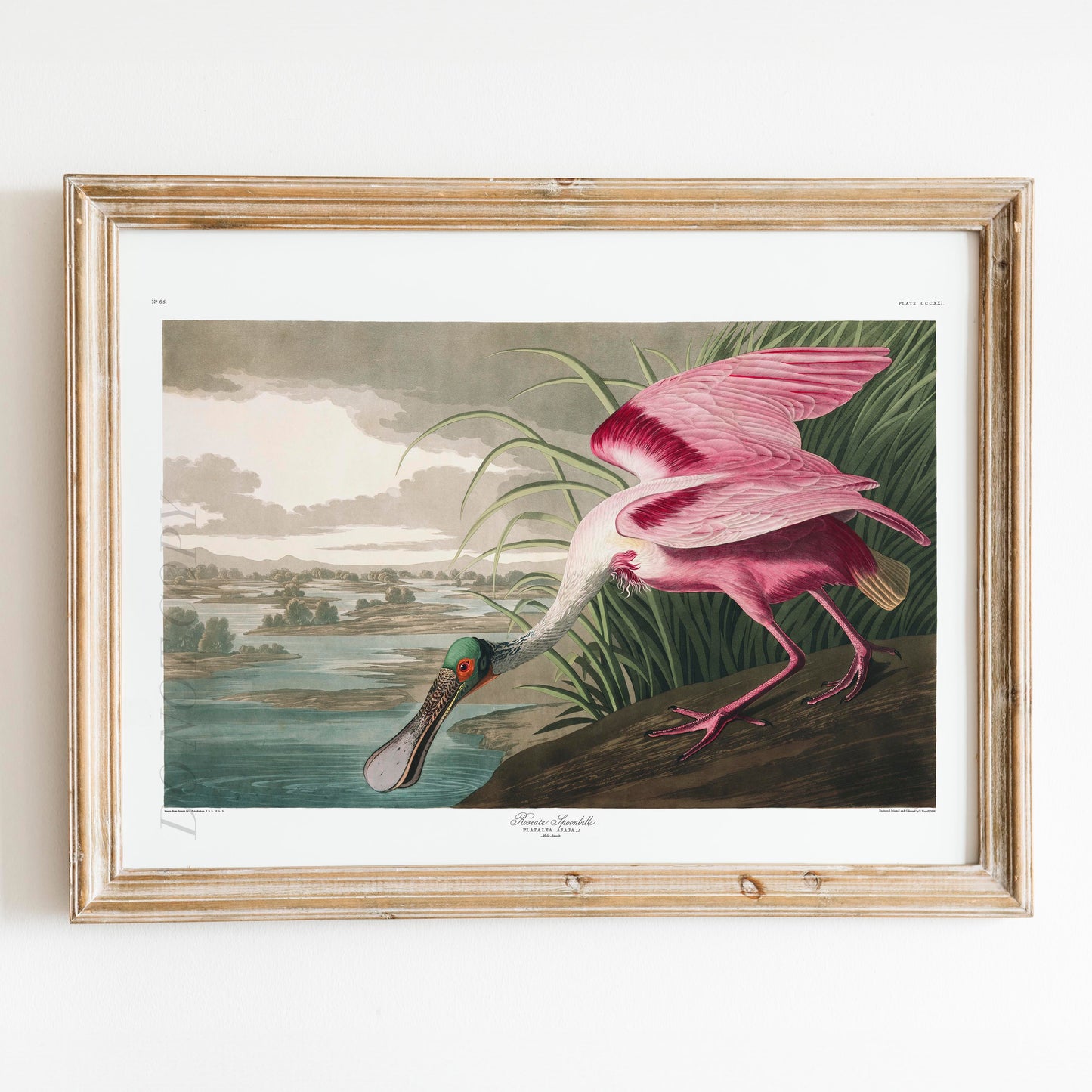 Roseate Spoonbill - Birds of America
