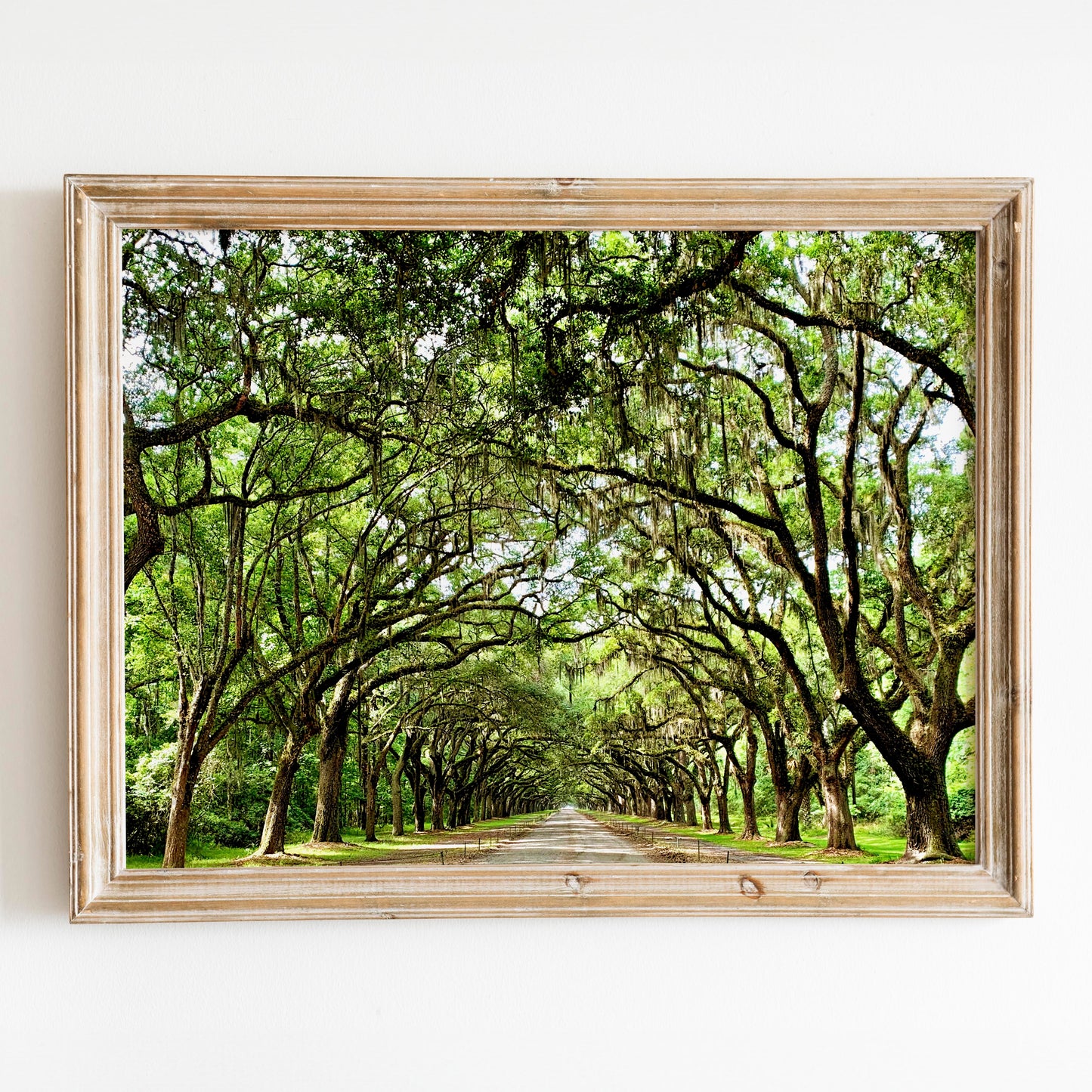 Savannah Georgia Oak Trees