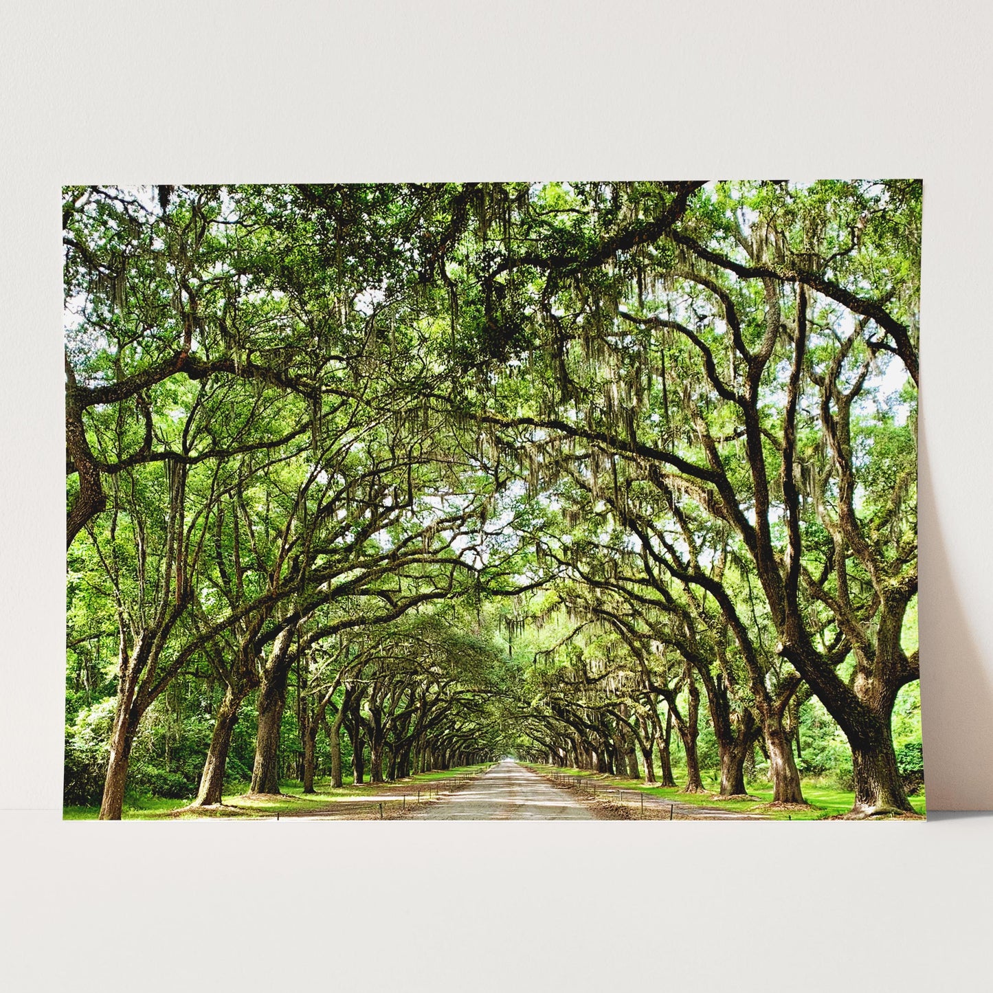 Savannah Georgia Oak Trees