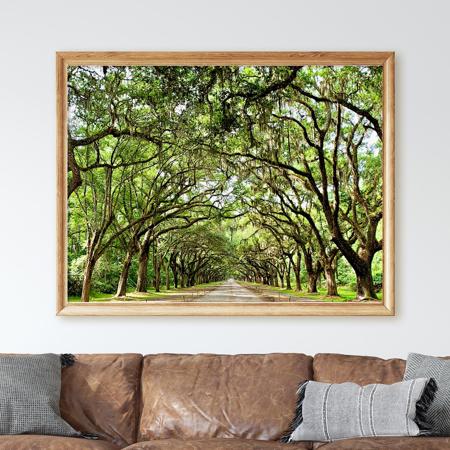 Savannah Georgia Oak Trees
