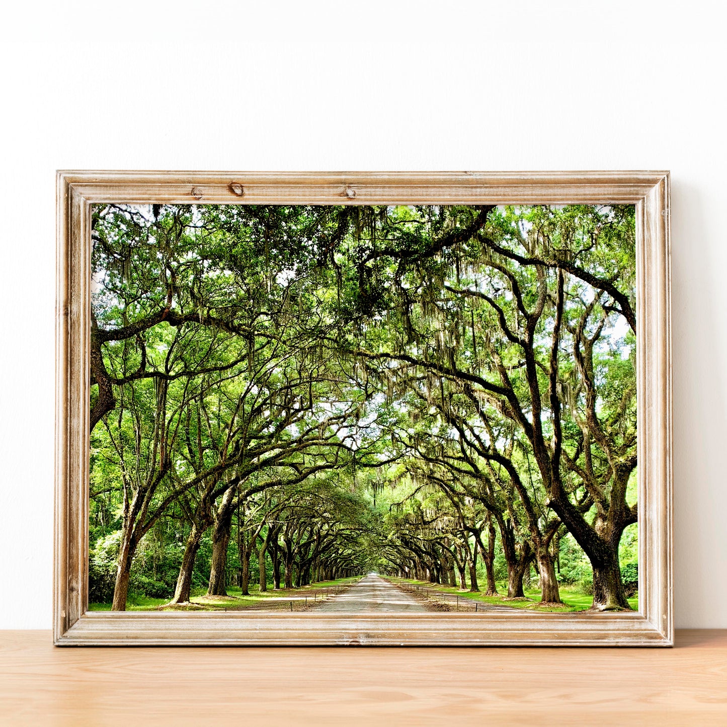 Savannah Georgia Oak Trees
