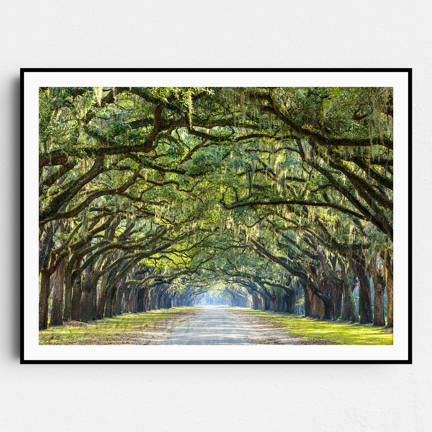 Savannah Georgia Oak Tree Lined Road