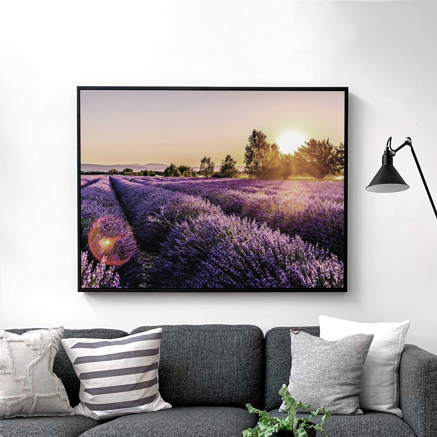 Sunset Over Lavender Fields