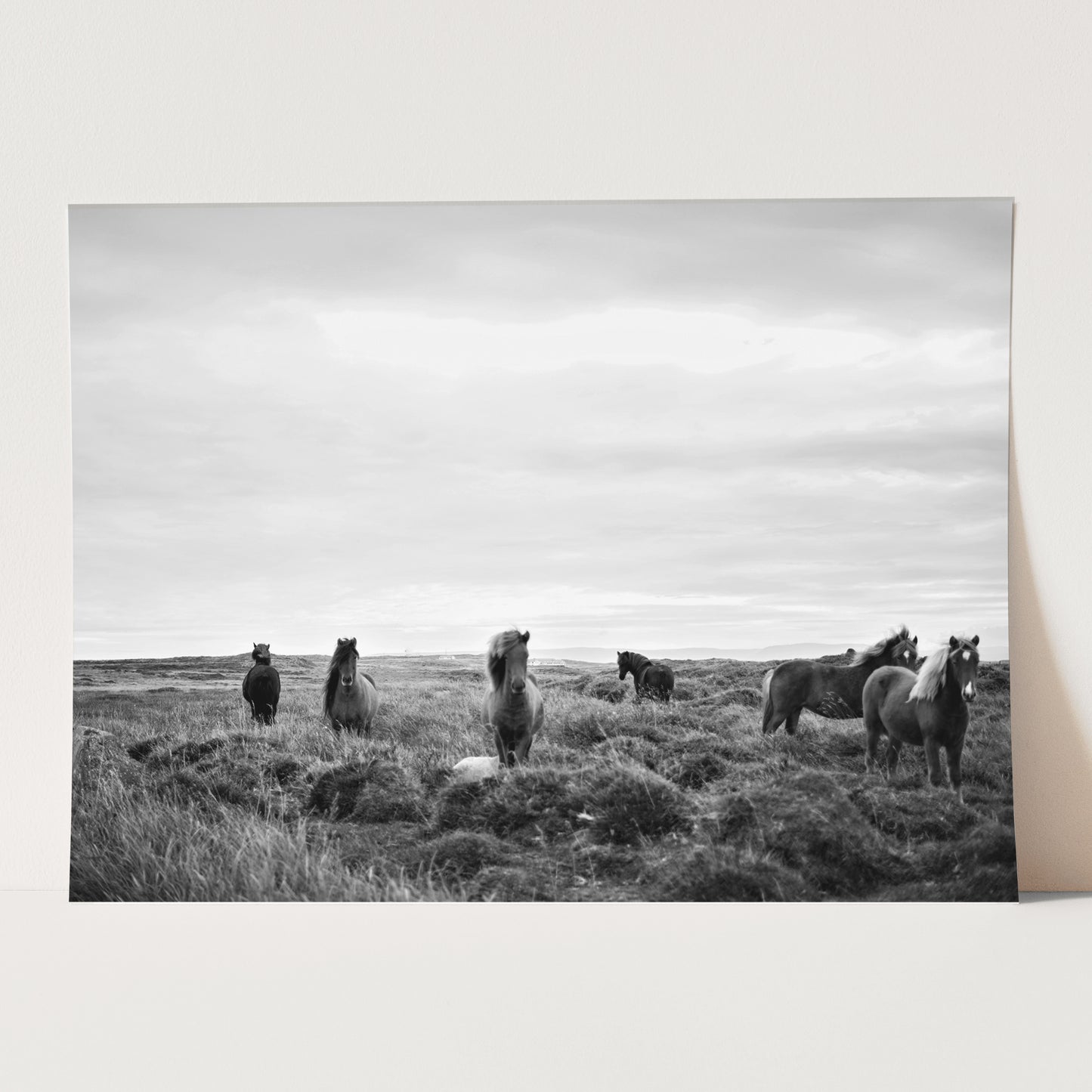 Wild Horses in Field