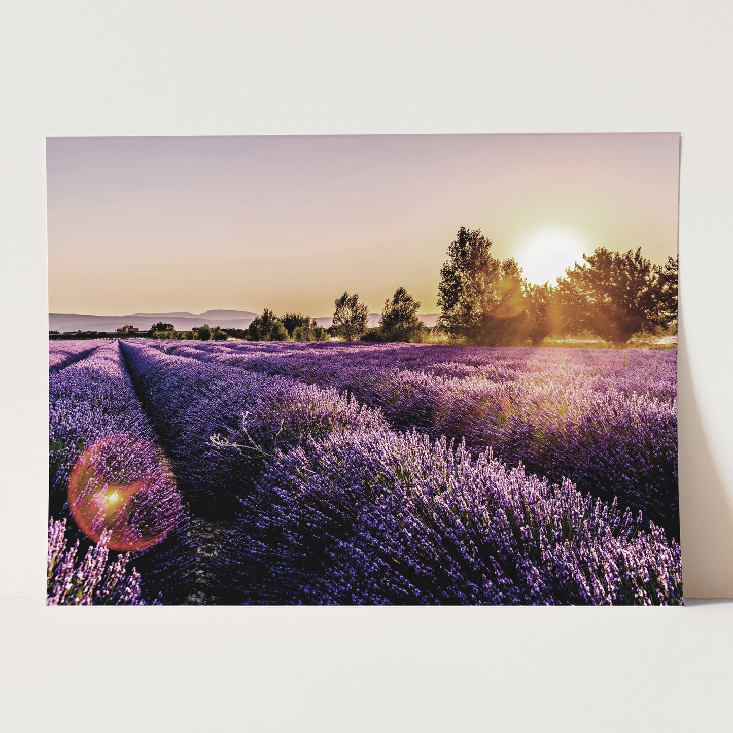 Sunset Over Lavender Fields