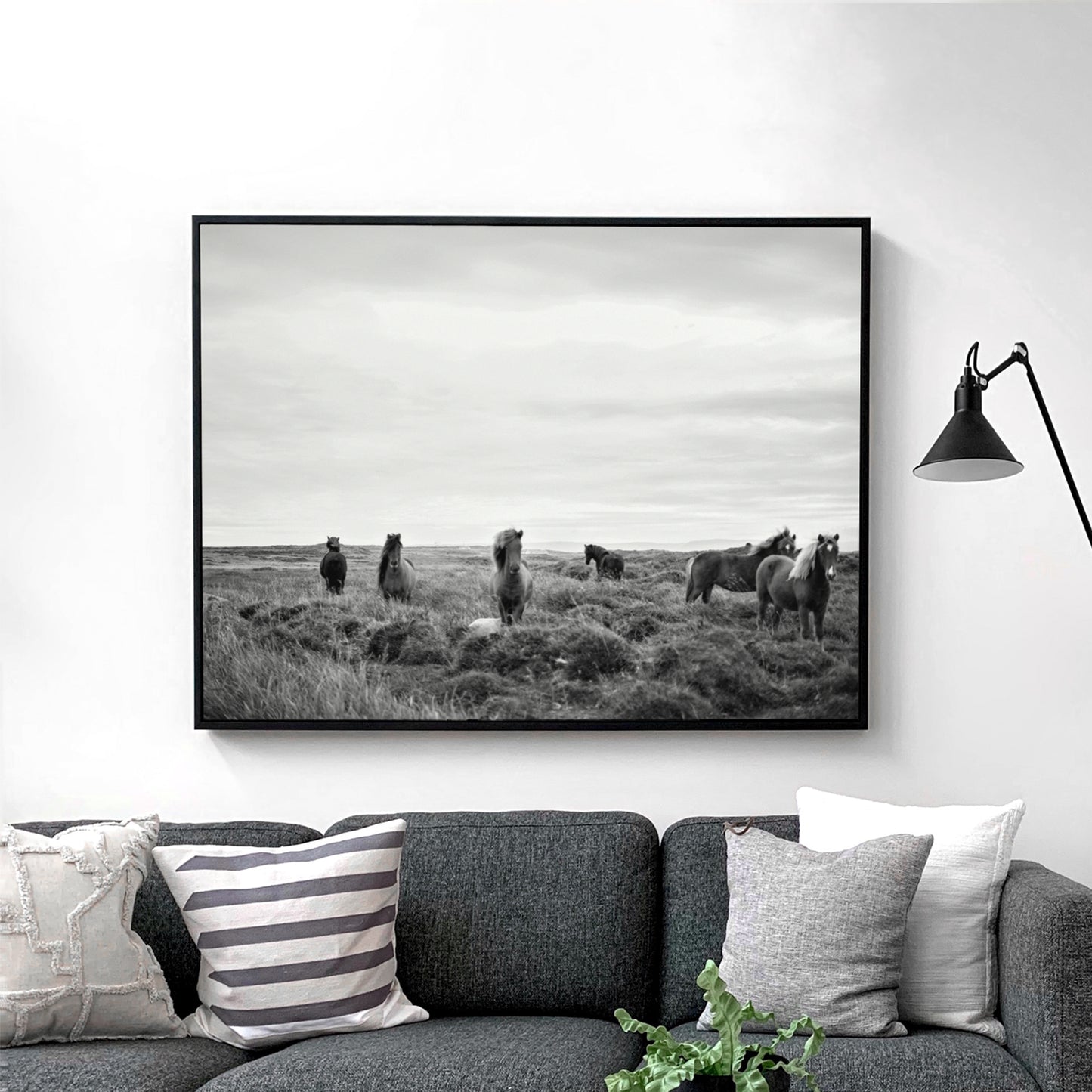 Wild Horses in Field