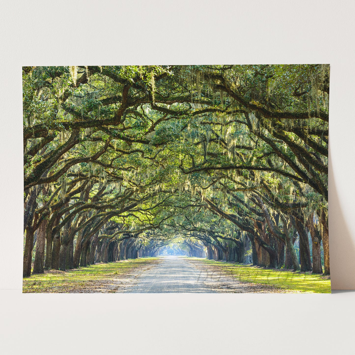 Savannah Georgia Oak Tree Lined Road